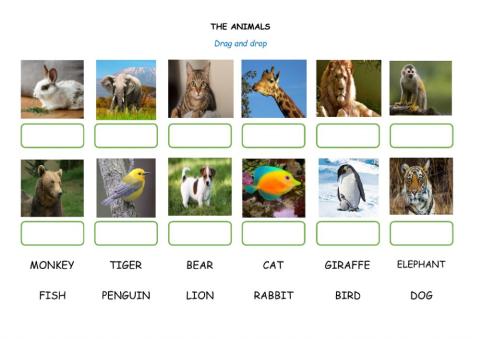 The Animals