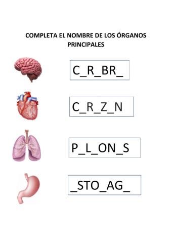 Órganos principales