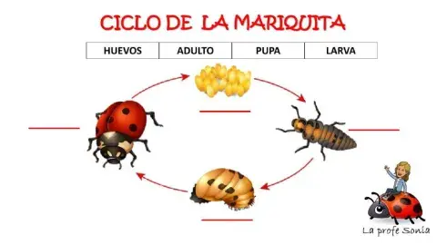 Ciclo de la mariquita