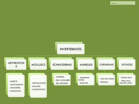 Unit 4: Invertebrates