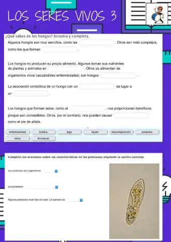 Clasificación de los Seres Vivos 3