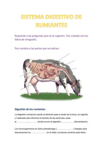 Aparato digestivo rumiantes