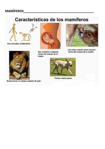 El reino animal. parte 4. mamíferos