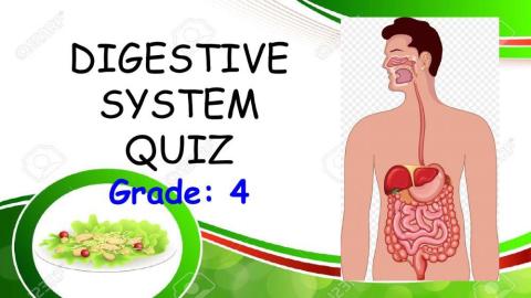 Digestive System quiz