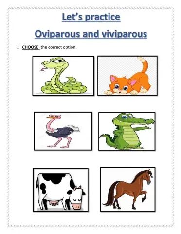 Oviparous and viviparous animals