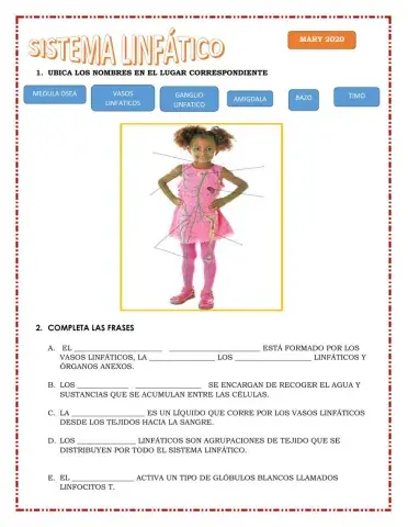 Sistema linfático 4