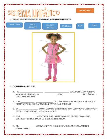 Sistema linfático 4