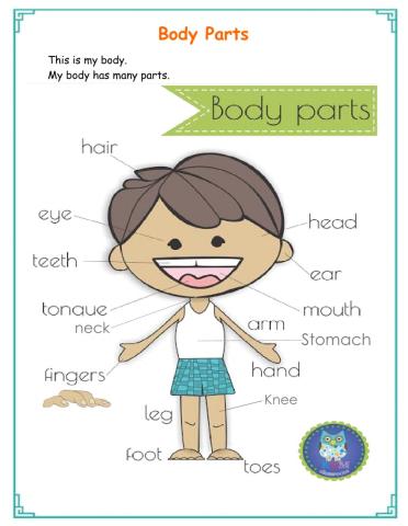 Body parts