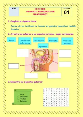 Aparato reproductor masculino