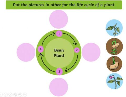 Lifecycle of a plant