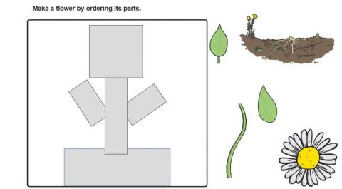 Parts of the plant