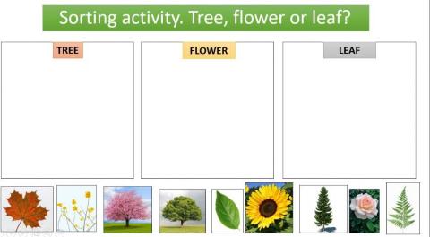 Tree, leaf or flower?