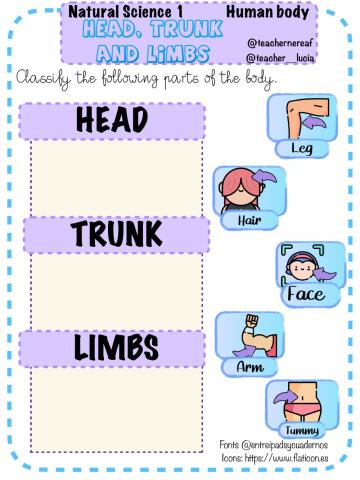 Human body: head, trunk, limbs