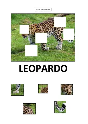 Leopardo