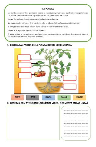 La planta
