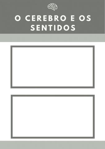 O cerebro e os sentidos