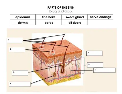 Parts of the Skin