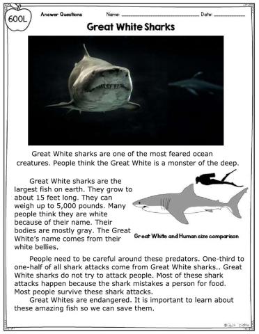 Great White Sharks