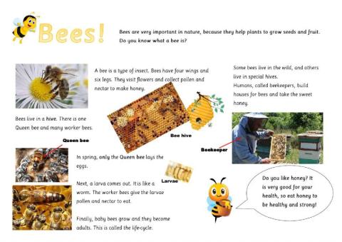 Bees