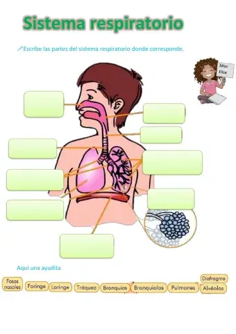 Sistema Respiratorio