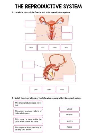 The rerproductive system