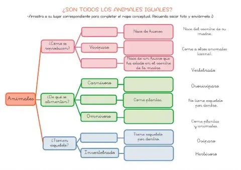 Los animales. Mapa conceptual