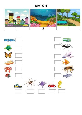 Revision - vehicles, sea animals, insects