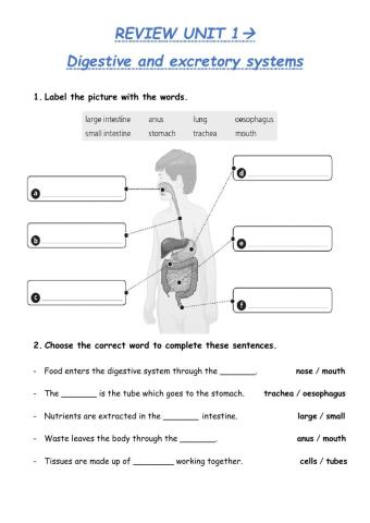 Digestive and excretory systems