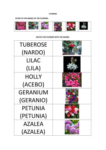 Flower worksheet