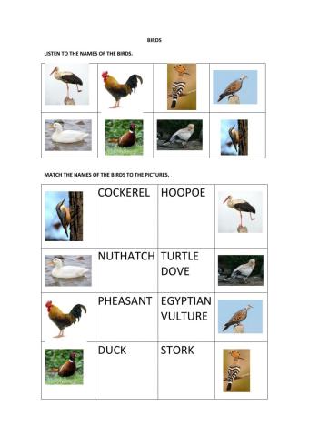 Bird worksheet