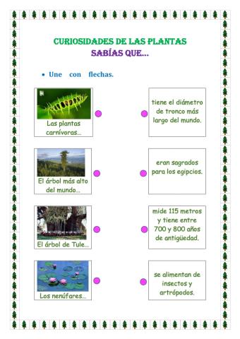 Curiosidades de las plantas