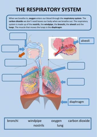 The respiratory system