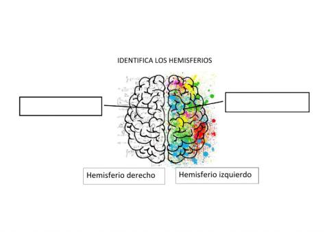 El cerebro