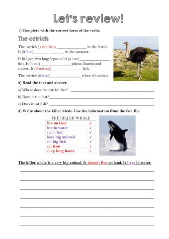 Animals - Present simple