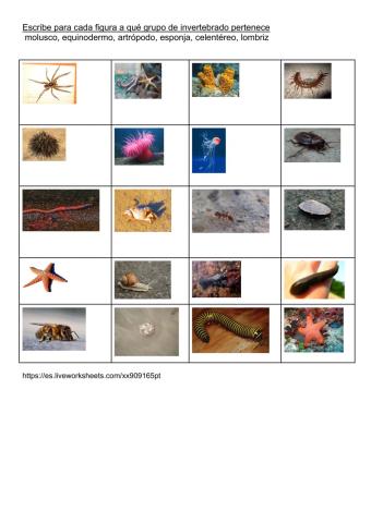 Clasificación de invertebrados 