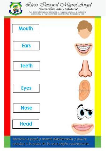 Partes de la cara en inglés