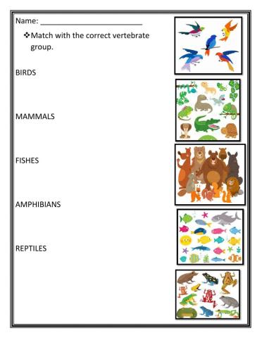 Vertebrates Groups