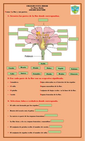 Partes de la flor