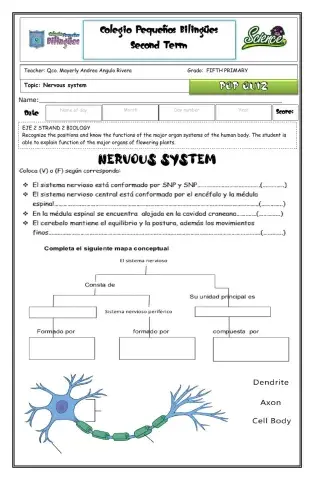Quiz nervous system-second term-fifth grade 2020