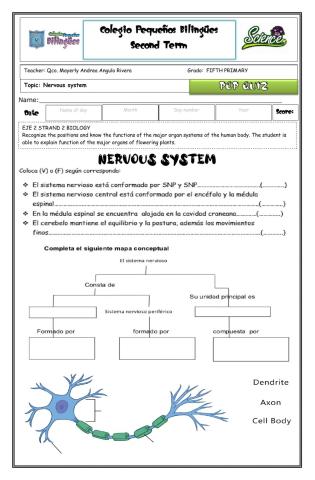 Quiz nervous system-second term-fifth grade 2020