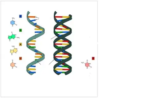 Estructura de los Ácido Nucléicos.