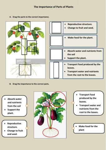 The importancw of parts of plants