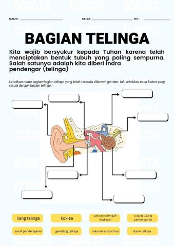 Bagian-bagian Telinga