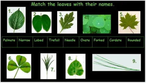 Match the leaves with their names.