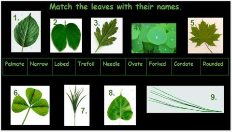 Match the leaves with their names.