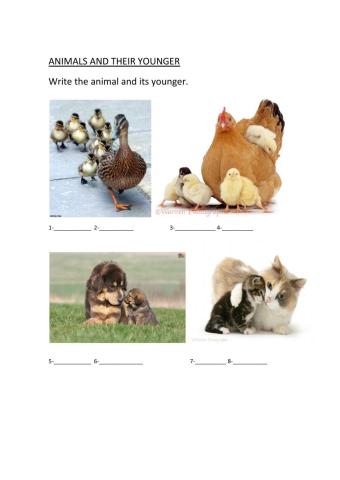 Animals and their youngers