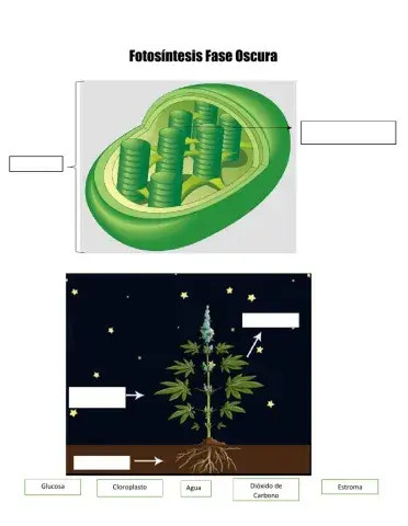 Fotosintesis fase oscuro