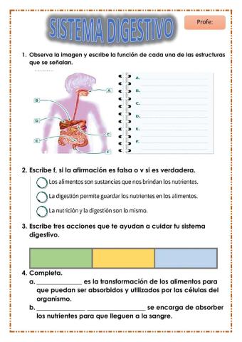 Sistema digestivo 3°