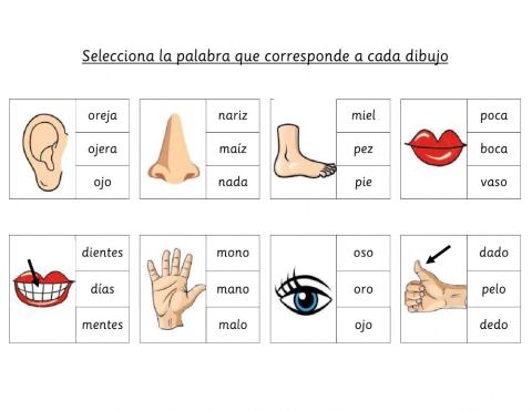 Partes del cuerpo - lee y selecciona