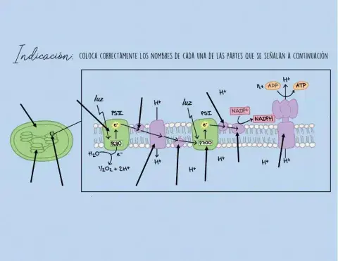 Fase luminosa de la fotosíntesis